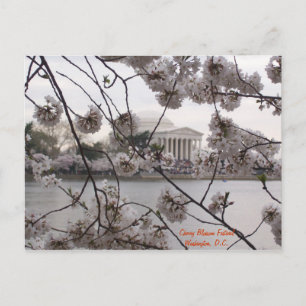 Carte Postale Cherry Blossoms on the Tidal Basin