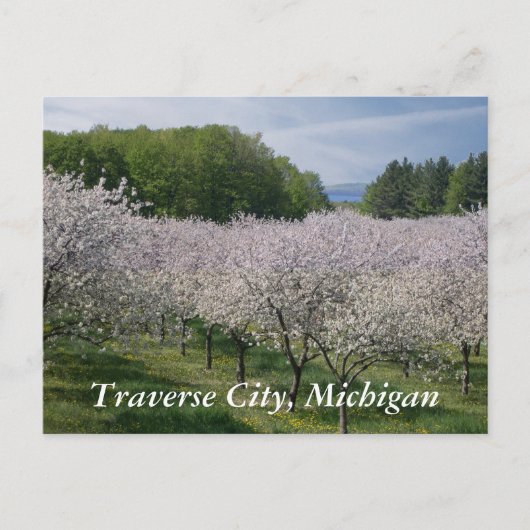 Carte Postale "Cherry Blossoms" Postcard (Devant)