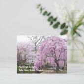 Carte Postale Cherry Blossoms Van Gogh Bridege Lake Anne Reston (Debout devant)