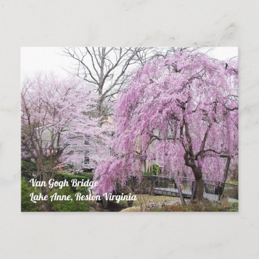Carte Postale Cherry Blossoms Van Gogh Bridege Lake Anne Reston (Devant)