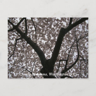 Carte Postale Cherry Blossoms, Washington D.C.