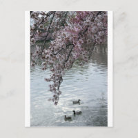 Cherry Blossoms Washington DC