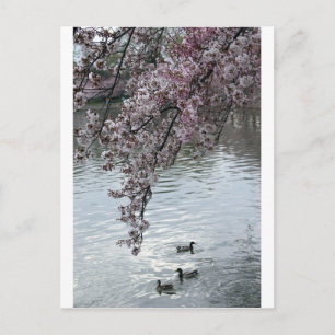 Carte Postale Cherry Blossoms Washington DC