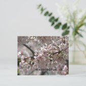 Carte Postale Cherry Blossoms : Washington, DC Postcard (Debout devant)