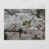 Carte Postale Cherry Blossoms : Washington, DC Postcard (Devant)