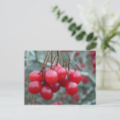 Carte Postale Cherry sauvage (Debout devant)