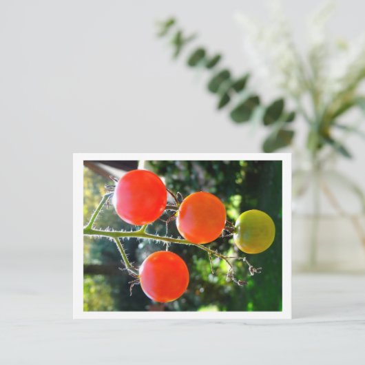 Carte postale Cherry Tomato (Debout devant)