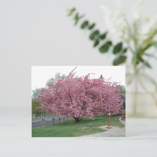 Carte postale Cherry Tree (Debout devant)