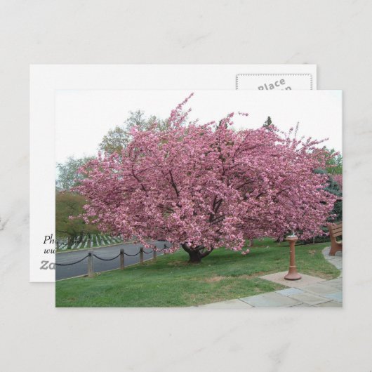 Carte postale Cherry Tree (Devant / Derrière)
