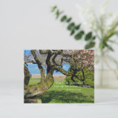 Carte postale Cherry Tree Cherokee Proverbe (Debout devant)