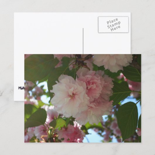 Carte Postale Cherry Tree I Spring Floral (Devant / Derrière)