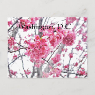 Carte Postale Cherry tree in florom Washington, D.C.