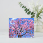 Carte Postale Cherry (Yaebenishidare) [Carte postale] (Debout devant)