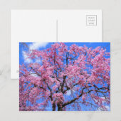 Carte Postale Cherry (Yaebenishidare) [Carte postale] (Devant / Derrière)