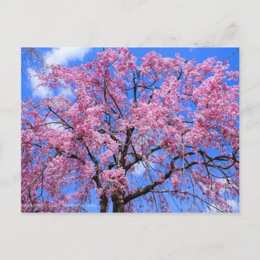 Carte Postale Cherry (Yaebenishidare) [Carte postale] (Devant)