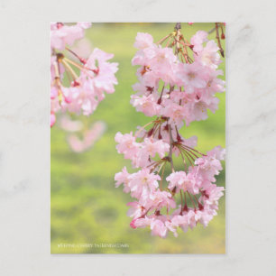 Carte Postale Cherry (Yaebenishidare) [Carte postale]