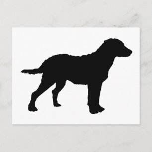 Carte Postale Chesapeake Bay Retriever