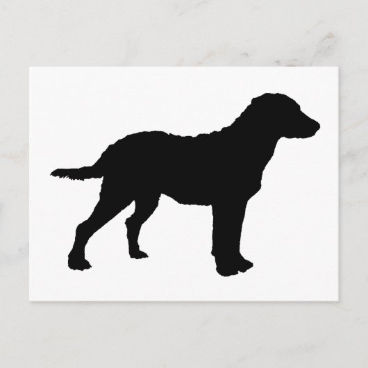 Carte Postale Chesapeake Bay Retriever (Devant)