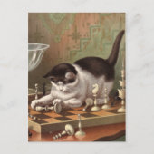 Carte postale Chess Cat (Devant)
