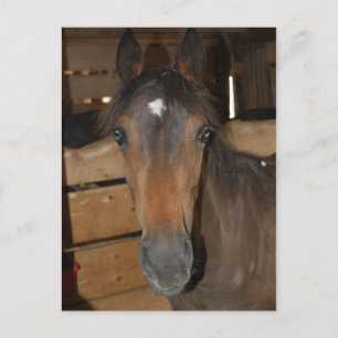 Carte Postale Chestnut Barne Horse Amusant