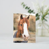 CARTE POSTALE CHESTNUT CHEVAL (Debout devant)