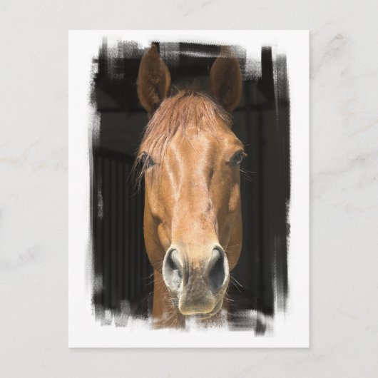 Carte postale Chestnut Horse (Devant)