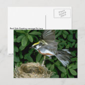 Carte Postale Chestnut Paruline atterrissant sur le nid (Devant / Derrière)