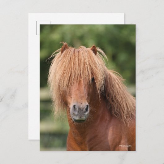 Carte Postale Chestnut Shetland Pony Stallion headshot (Devant / Derrière)