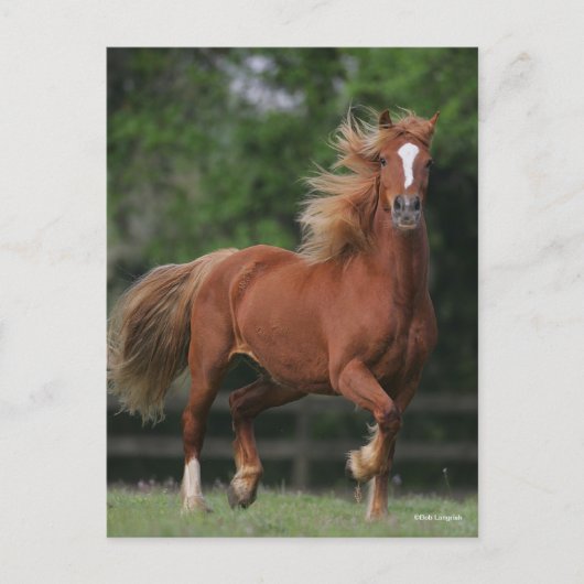 Carte Postale Chestnut Welsh Pony Mane et Flux de queue (Devant)