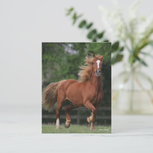 Carte Postale Chestnut Welsh Pony Mane et Flux de queue (Debout devant)