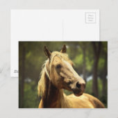Carte Postale cheval (Devant / Derrière)
