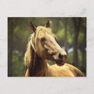 Carte Postale cheval