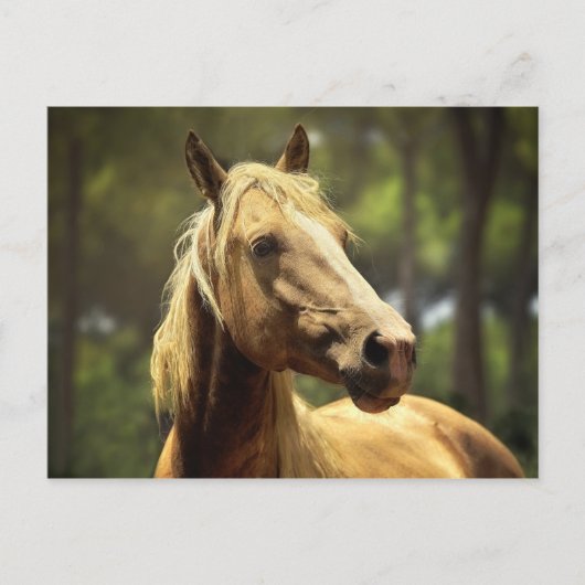 Carte Postale cheval (Devant)