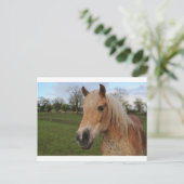 Carte Postale Cheval (Debout devant)