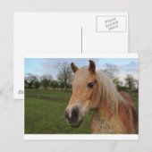 Carte Postale Cheval (Devant / Derrière)