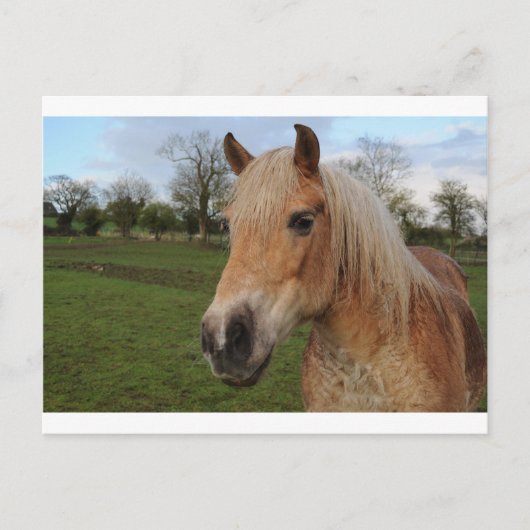 Carte Postale Cheval (Devant)