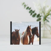 Carte postale Cheval (Debout devant)