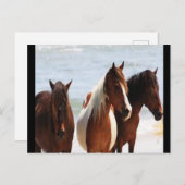 Carte postale Cheval (Devant / Derrière)