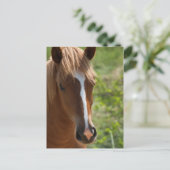 Carte Postale Cheval (Debout devant)