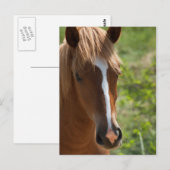 Carte Postale Cheval (Devant / Derrière)
