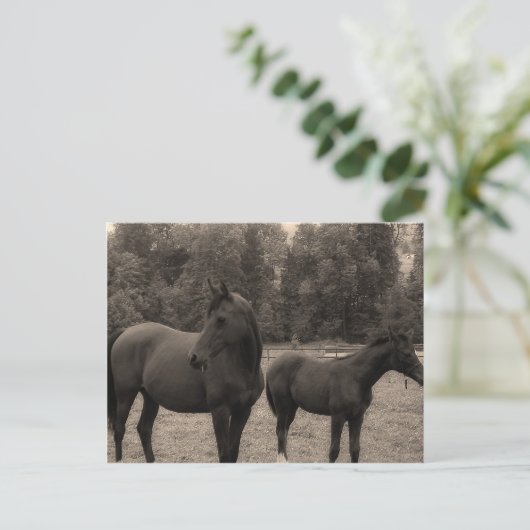 Carte Postale cheval (Debout devant)