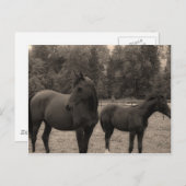 Carte Postale cheval (Devant / Derrière)