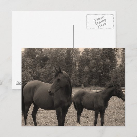 Carte Postale cheval (Devant / Derrière)