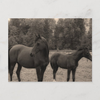 Carte Postale cheval