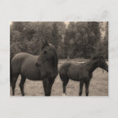 Carte Postale cheval (Devant)