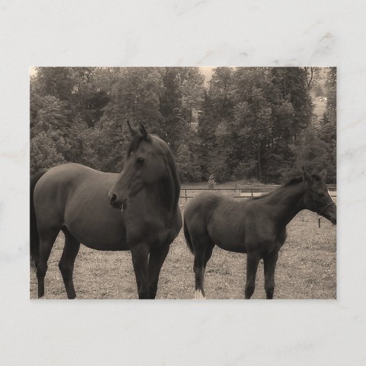 Carte Postale cheval (Devant)