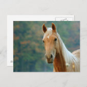 Carte Postale Cheval (Devant / Derrière)