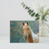 Carte Postale Cheval (Debout devant)