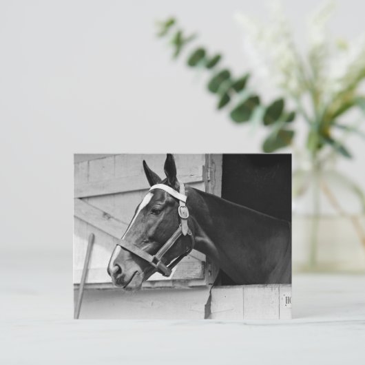 Carte Postale Cheval (Debout devant)