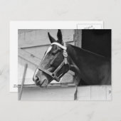 Carte Postale Cheval (Devant / Derrière)